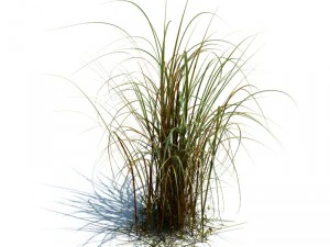 miscanthus giganteus 3D Model