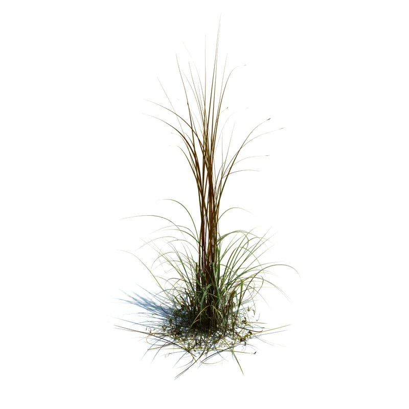 miscanthus giganteus 3D Model .c4d .max .obj .3ds .fbx .stl .blend