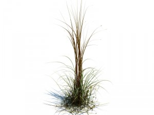 miscanthus giganteus 3D Модель