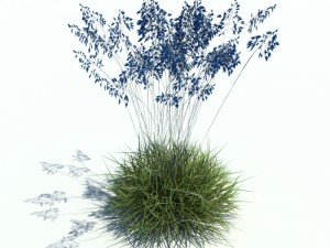 festuca glauca Modèle 3D