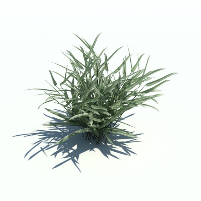 phalaris arundinacea 3D मॉडल .c4d .max .obj .3ds .fbx .stl .blend