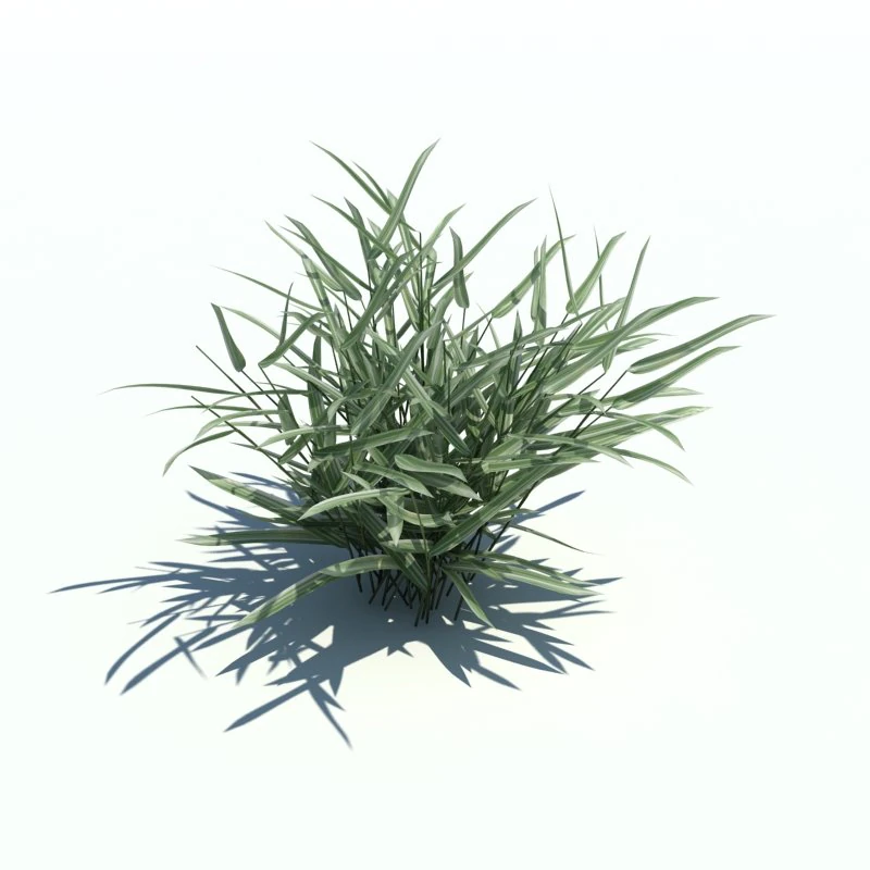 phalaris arundinacea 3D Model .c4d .max .obj .3ds .fbx .stl .blend 