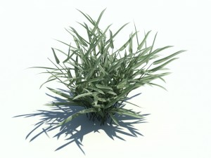 phalaris arundinacea 3D Модель