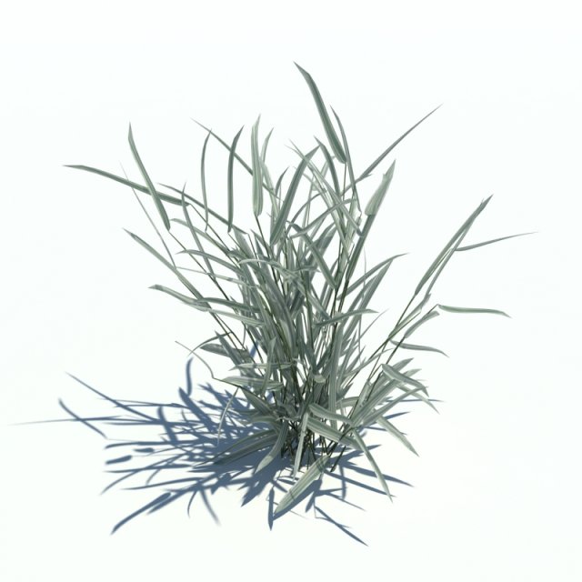 phalaris arundinacea 3Dモデル .c4d .max .obj .3ds .fbx .stl .blend