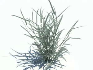 phalaris arundinacea 3D Model