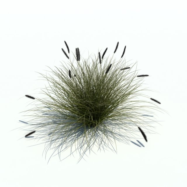 phalaris arundinacea 3D Model .c4d .max .obj .3ds .fbx .stl .blend