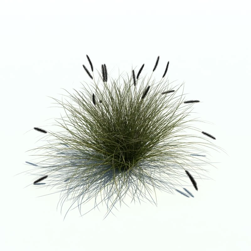 phalaris arundinacea 3D Model .c4d .max .obj .3ds .fbx .stl .blend 