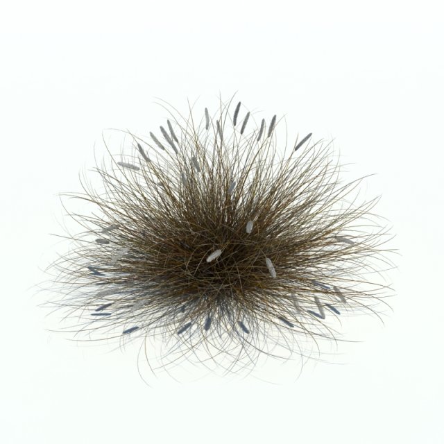 phalaris alopecuroides 3D Model .c4d .max .obj .3ds .fbx .stl .blend 