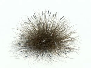 Phalaris alopecuroides 3D Modell