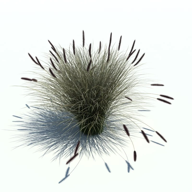 phalaris alopecuroides 3D Model .c4d .max .obj .3ds .fbx .stl .blend 