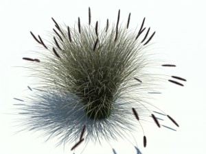 phalaris alopecuroides 3D Модель