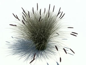 phalaris alopecuroides 3D Model