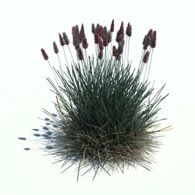 sesleria caerul Modello 3D .c4d .max .obj .3ds .fbx .stl .blend 