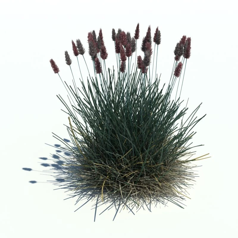 sesleria caerul 3D Model .c4d .max .obj .3ds .fbx .stl .blend 