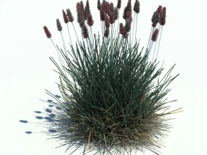 sesleria caerul Model 3D