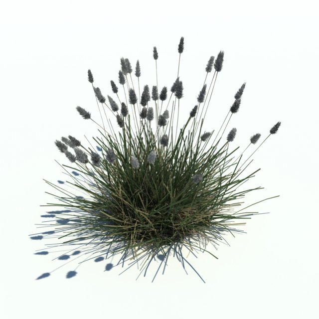 sesleria caerul 3D 模型 .c4d .max .obj .3ds .fbx .stl .blend