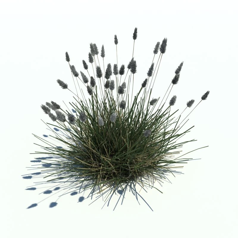 sesleria caerul 3D Model .c4d .max .obj .3ds .fbx .stl .blend 