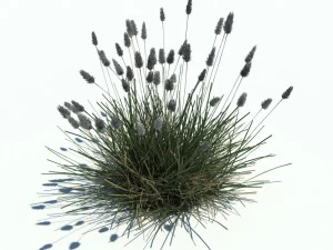 sesleria caerul Modelo 3D