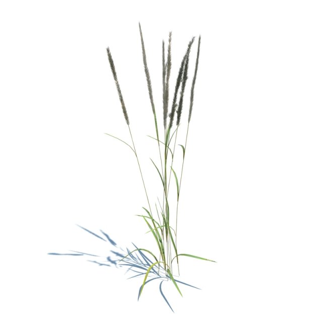 calamagrostis acutiflora 3D 模型 .c4d .max .obj .3ds .fbx .stl .blend 