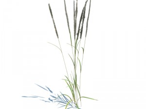 calamagrostis acutiflora 3D Model