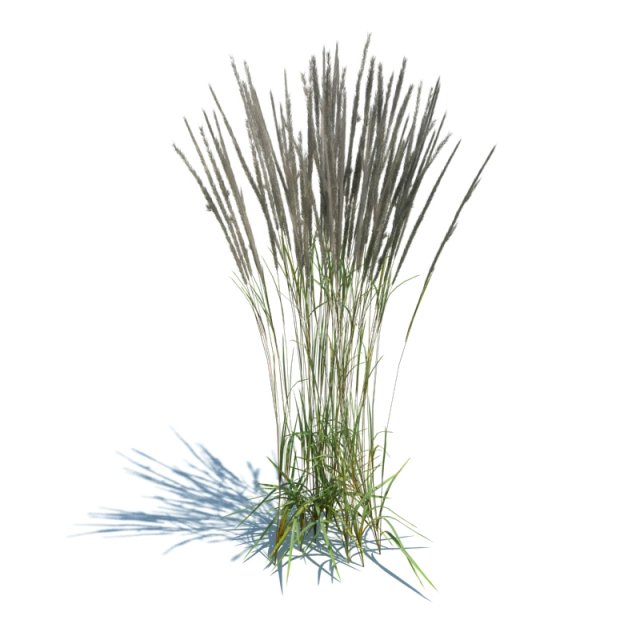calamagrostis acutiflora 3D 模型 .c4d .max .obj .3ds .fbx .stl .blend