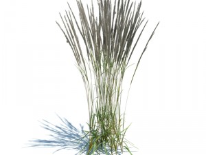 calamagrostis acutiflora Modelo 3D