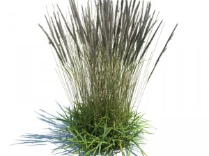 calamagrostis acutiflora Model 3D