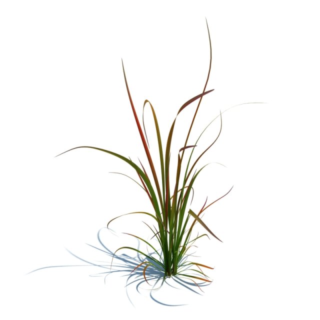 imperata cylindrica red baron 3D Модель .c4d .max .obj .3ds .fbx .stl .blend 