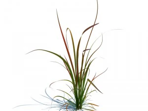 imperata cylindrica kırmızı baron 3D Model