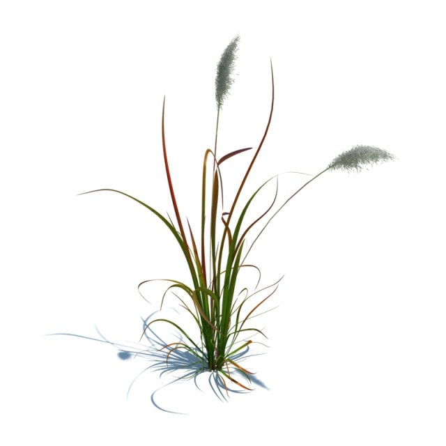 imperata cylindrica red baron 3D मॉडल .c4d .max .obj .3ds .fbx .stl .blend 
