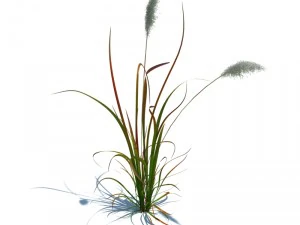 imperata cylindrica red baron 3D Model