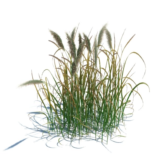 imperata cylindrica red baron 3D मॉडल .c4d .max .obj .3ds .fbx .stl .blend