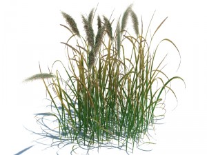 imperata cylindrica red baron 3D Model