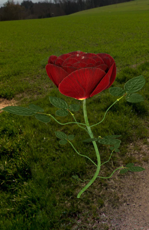 rose 3D Model .c4d .max .obj .3ds .fbx .stl .blend