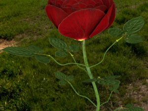 rose 3D-Modell