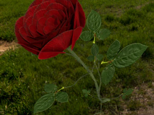 rose 3D Model