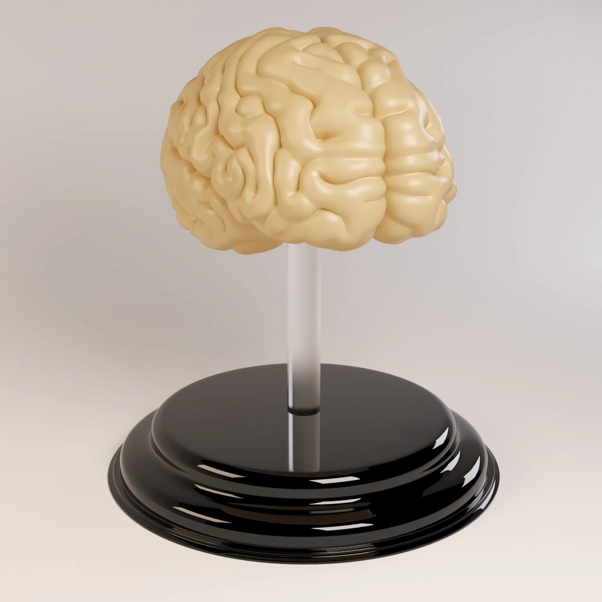 decorate brains 3D Model .c4d .max .obj .3ds .fbx .stl .blend 