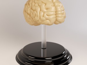 decorate brains 3D Model
