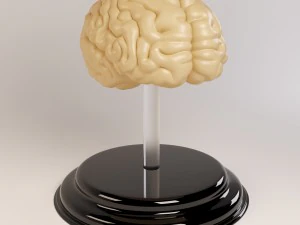 decorare i cervelli Modello 3D