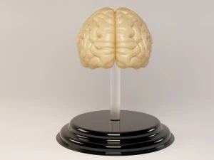 decorate brains 3D Model