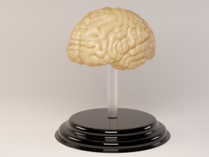 decorate brains Modèle 3D