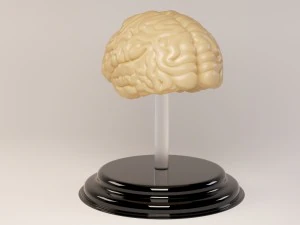 decorate brains 3D Model