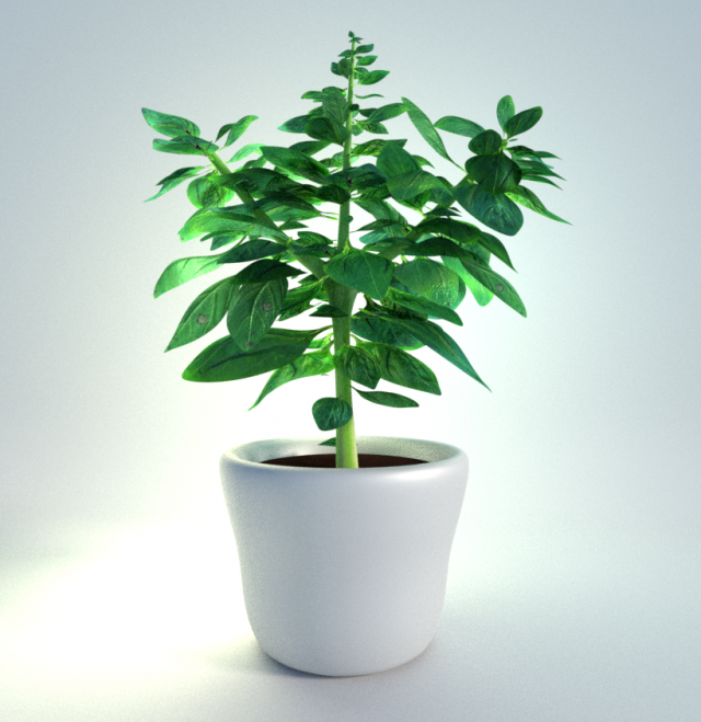 potted basil plant 3Dモデル .c4d .max .obj .3ds .fbx .stl .blend 
