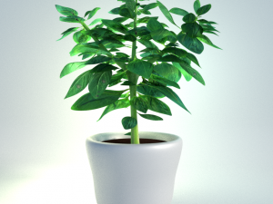 potted basil plant 3D 模型