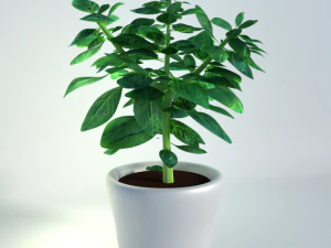 planta de manjeric&atilde;o em vaso Modelo 3D