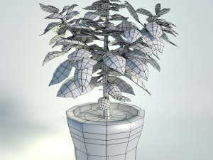 potted basil plant 3Dモデル