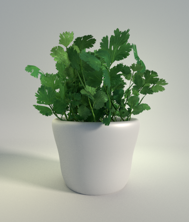 potted cilantro herb plant 3D Model .c4d .max .obj .3ds .fbx .stl .blend 