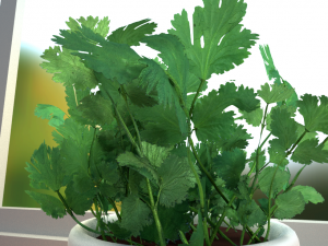 potted cilantro herb plant 3D Model