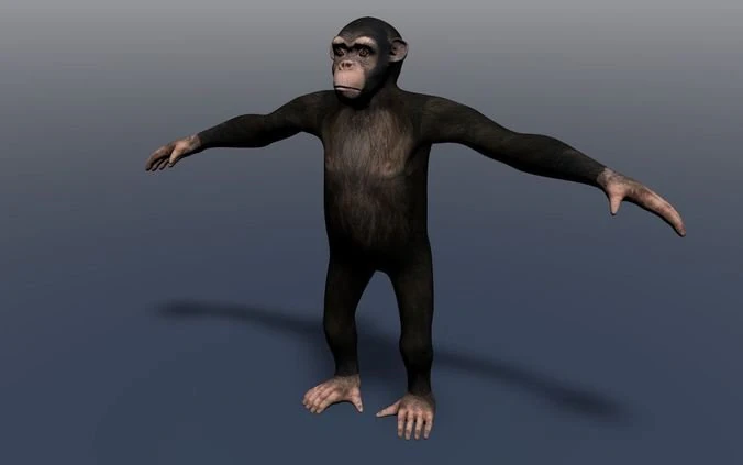champanzee monkey 3D Model .c4d .max .obj .3ds .fbx .stl .blend 
