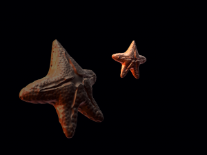 starfish 3Dプリントモデル